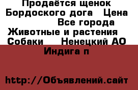 Продаётся щенок Бордоского дога › Цена ­ 37 000 - Все города Животные и растения » Собаки   . Ненецкий АО,Индига п.